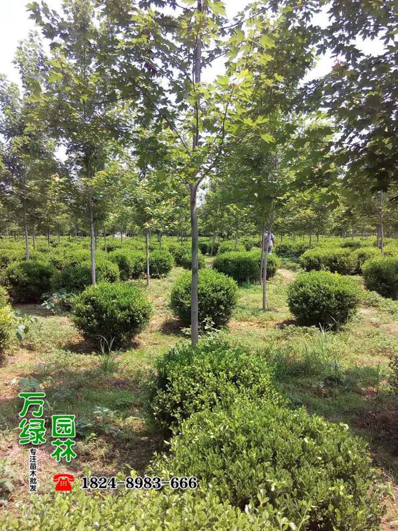 苗木供应市场动态分析